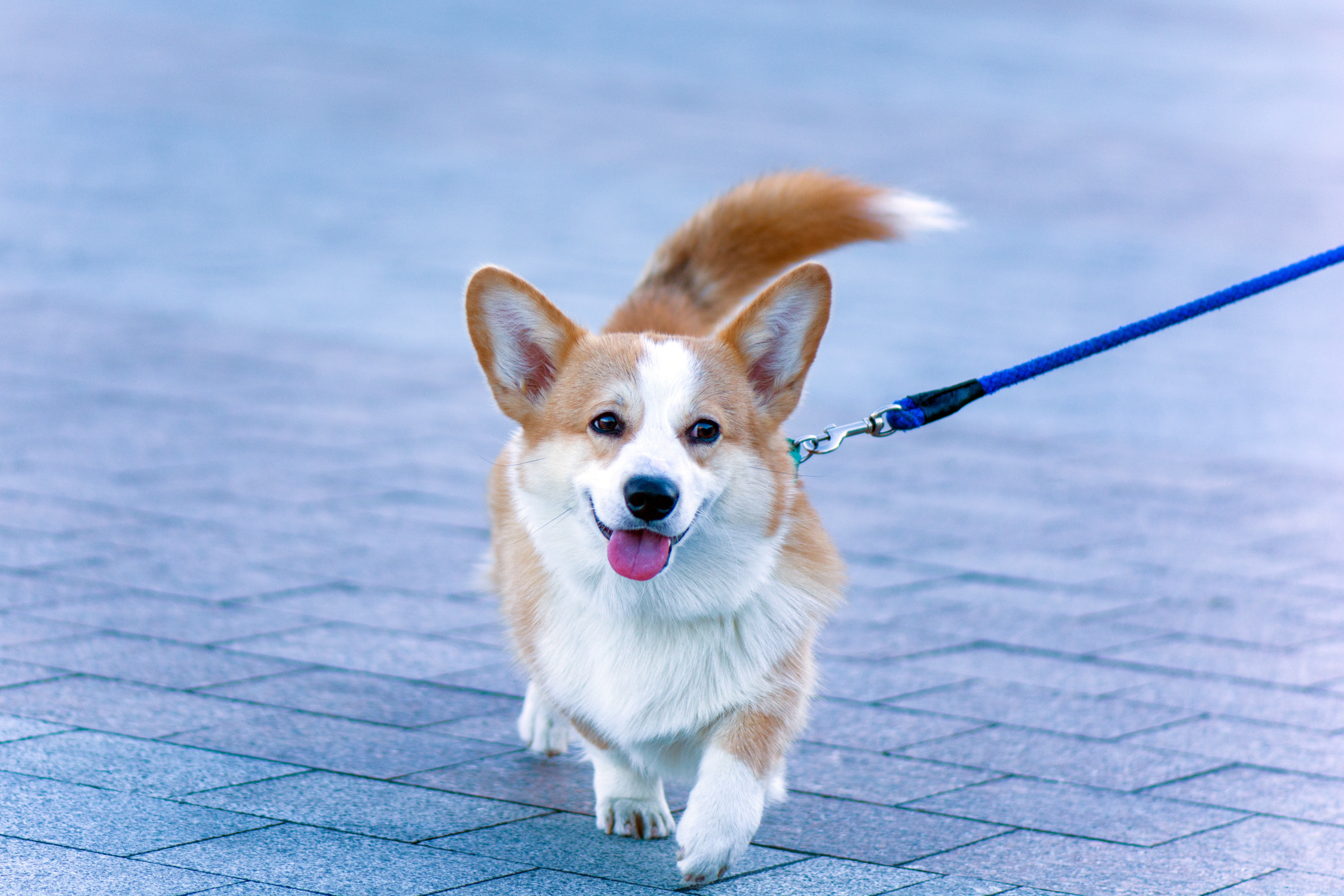Safe Kingdom Dog Walking